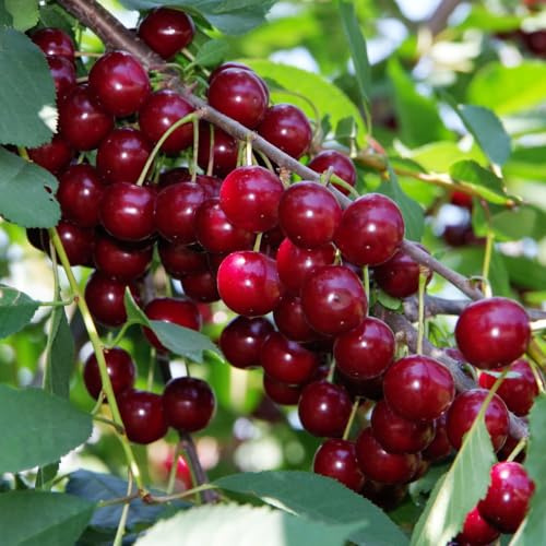 Cherry Stella Tree - British Dessert Cherry - Self-Fertile - Ideal for Patio Containers - 1x 9 Litre Potted Plant By Thompson & Morgan