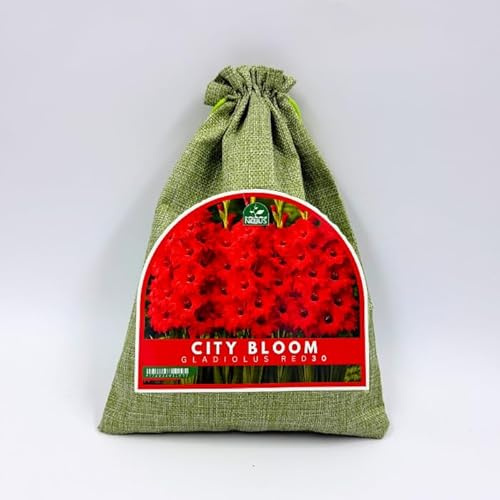 Nojus - City Bloom - Gladiolus Red 30 – Gladiolenknollen Mix, rote Gladiolen, intensive Sommerblumen für Beet, Garten, Rabatten und als Schnittblumen - 30 STK