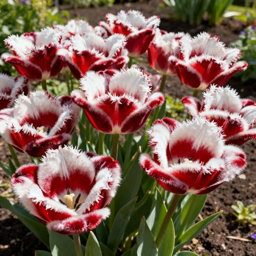 Tulpen Gartenbepflanzung&winterhart mehrjährig Tulpen Rhizome&Schnelles Wachstum/Lange Blütezeit/Hochwertig/gedeihen Gut drinnen und draußen Töpfen-4Rhizome-B