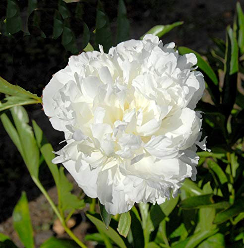 Edelpfingstrose Avalanche - Paeonia lactiflora