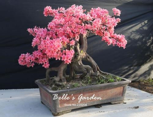 Seeds 50 PC/Variety Bag Azalea Seeds, Beautiful Flower Plant House Garden Flowers in semi -Indoor vase Seeds Bonsai 6: Only Seeds