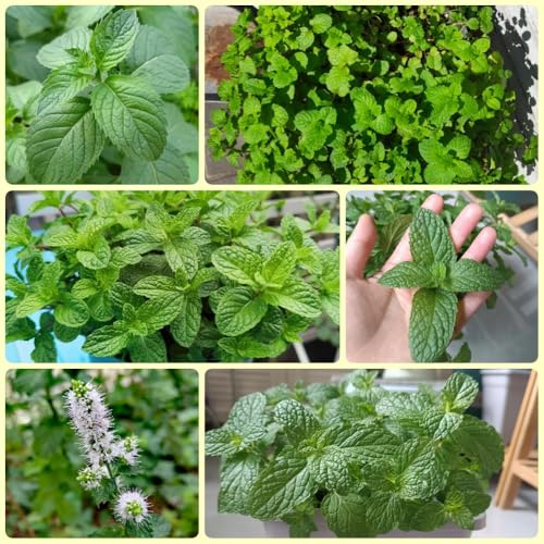 Semi di menta verde, Orto di da balcone Mentha Spicata, Le da giardino sono rare 600pcs