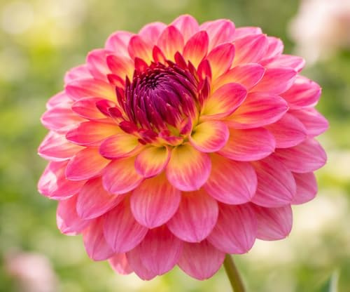 Dahlienknollen – Dahlie Armateras – Rosa Dahlie – 10 Knollen