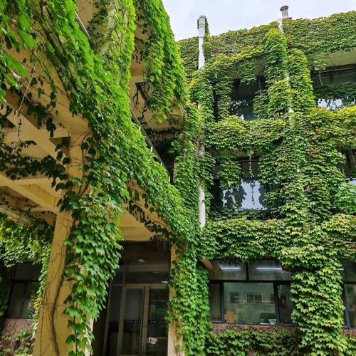 wilder wein - seltene balkonpflanzen jungfernrebe schnellwachsende kletterpflanzen kräutergarten balkon grünpflanzen zimmerpflanzen nachhaltige produkte exotische winterharte garten 60samen