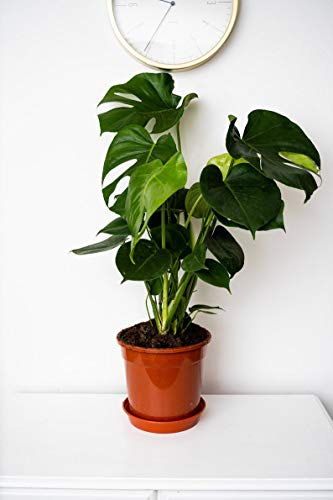 Planta de queso suizo (Monstera Deliciosa) en maceta de 17 cm + 60 cm de altura aprox.