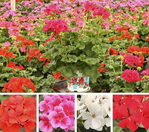 Geranio Flor Natural - Pack 4 Plantas - Plantas Naturales de Exterior para Terraza y Jardín