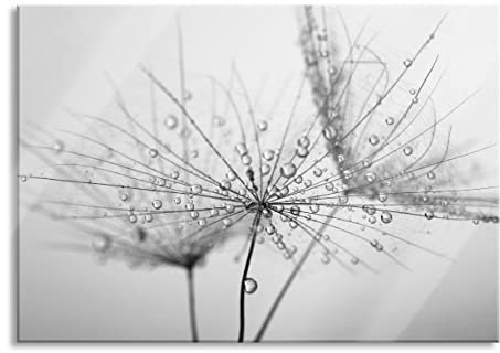 Pixxprint Glasbild, Wandbild aus Echtglas, Pusteblume bedeckt mit Tropfen, 100x70 cm, inkl. Aufhängung und Abstandshalter