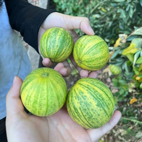 semillas de limonero raras, interior, limonero resistente, decoración de jardín para exteriores, orgánicas, 35pcs