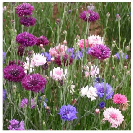 Cornflower 'Polka Dot' / Centaurea cyanus/Semi-Tall Hardy Annual/Seeds