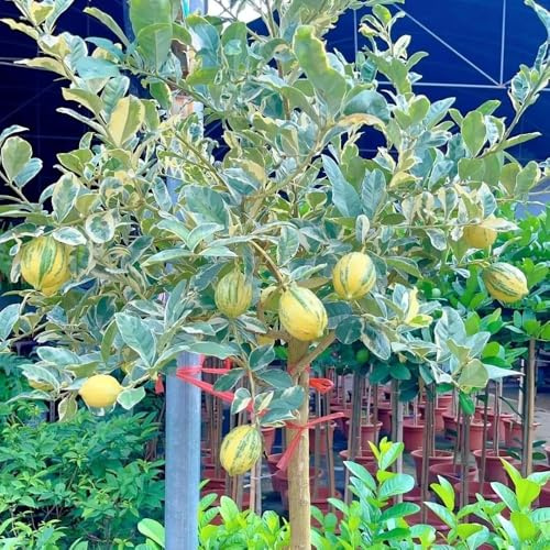 150 piezas semillas de limonero para balcón - de balcón, jardín interior semillas orgánicas, exóticas resistentes, frescas