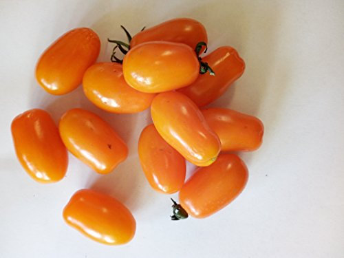 SEMI POMODORO DATTERINO ORANGE