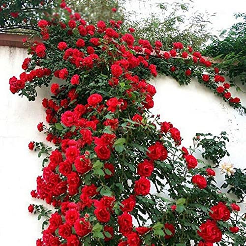 Haloppe 100pcs rosa rampicante fiori piante semi per giardino domestico piantare, colture piante da giardino semi per cortile Rosso