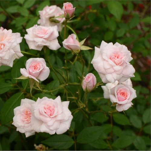 'Cecile Brunner' Fragrant Climbing Rose Bush, Delicate Soft Pink Hardy China Rose 3fatpigs®