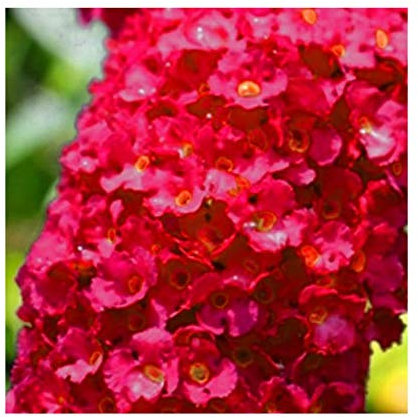 Buddleja davidii 'Royal Red' - Butterfly Bush 15cm Pot Size