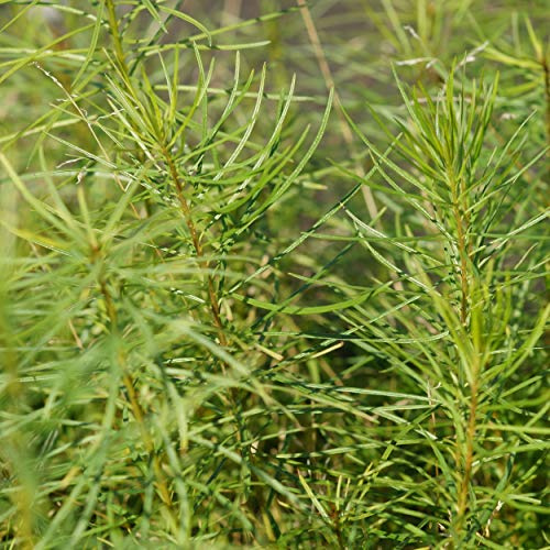 Blumixx Stauden Amsonia hubrichtii - Röhrenstern hellblau