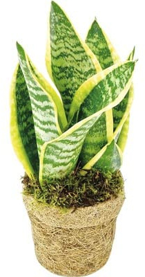 Sansevieria Trifasciata Natural Planta Perfecta para la Decoración del Hogar