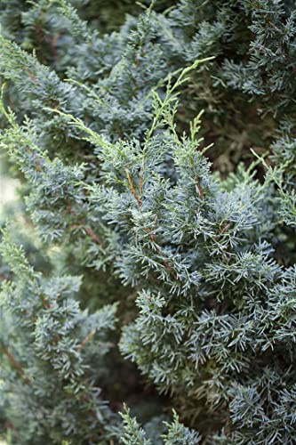 Chinesischer Wacholder Juniperus chinensis Blaauw 30-40 cm winterhart | Blaue Nadeln, kompakter Wuchs, schnittvertraeglich, ideal für Kübel und Vorgarten, sonnig bis halbschattig
