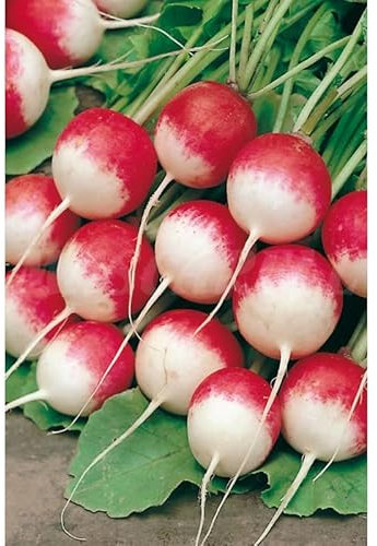 Semillas hortícolas - Rábano redondo rojo punta blanca - Mascarell