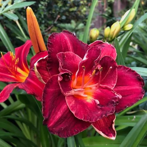 Semi di daylily, Hemerocallis fulva, decorazione del giardino per esterno perenni resistenti agli emerocallidi, fiordaliso, roccioso 500pcs