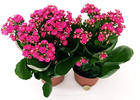 POWERS TO FLOWERS - KALANCHOE CALANDIVA FUCSIA, 2 PIANTE, Vaso 12cm, piante vere