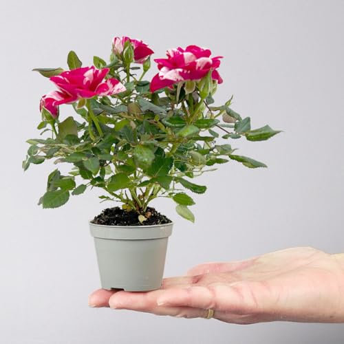 Rose 'Gigi' rot-weiß, Mini, Topf-Ø 7 cm, 8er-Set