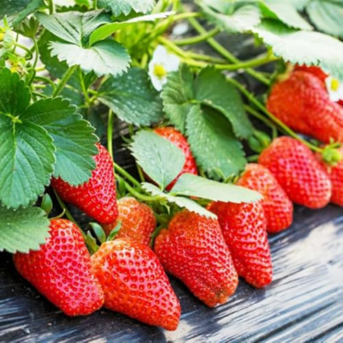 Semillas de fresa, semillas de fresa colgantes, invernaderos balcón raras regalos para jardineros columnares resistentes 100pcs
