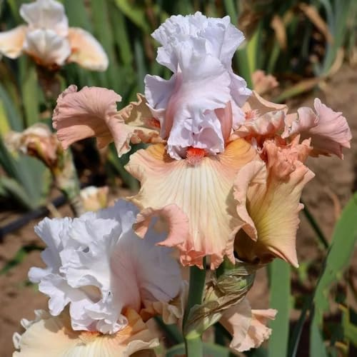 semillas de iris, comprar semillas de iris tectorum, Las de jardín son resistentes 250pcs