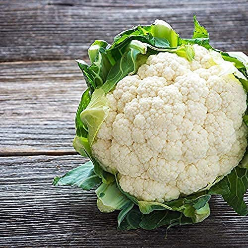 Cauliflower Plants, Cauliflower 'White Excel', 6 x Large Plug Plant Pack, Winter Vegetable Plants, Cauliflowers, Garden Veg, Garden Ready and Ready to Plant, Premium Quality Vegetables