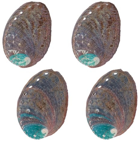 AHANDMAKER 4 Stück Große Abalone Muschel 3.5(1) cm Natürliche Abalone Muschel Schöne Räucherschale Für Räucherstäbchen. Möbeldekoration Und Muschelkunsthandwerk
