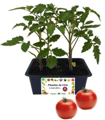 P. Piantine da Orto | Pomodoro Tondo, Kit 4 Piantine, Pianta Pronta per il Trapianto, Pianta Vera da Orto, da Balcone e da Esterno, Vivaio Italiano