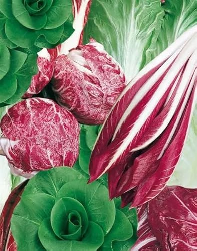 Semi di Cicoria Misti, Miscuglio di Cicorie Corte e Lunghe, Mix di Insalate ortaggi per Orto, 1000 Semi