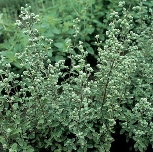 1 Pack of 1750 SEEEDS Marjoram Sweet