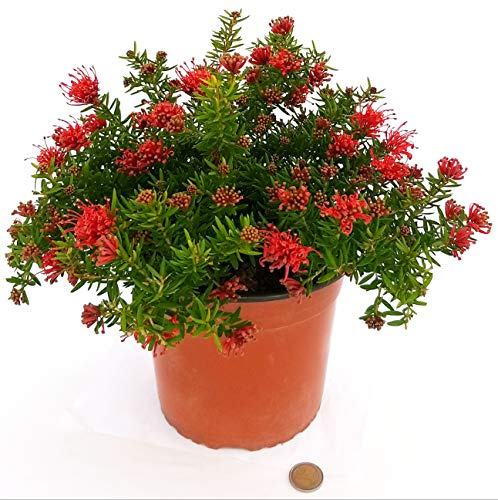 POWERS TO FLOWERS - GREVILLEA XX, pianta vera