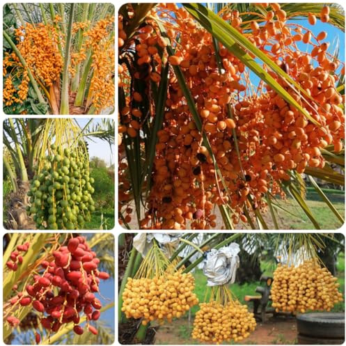 palmera datilera semillas de palmera datilera resistentes al exterior de dátil crecimiento orgánicas, variedades antiguas 85pcs