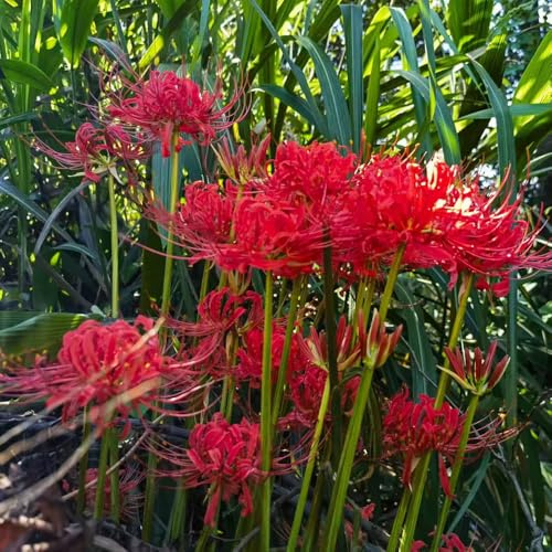 lirio araña resistentes Bulbos de perennes y resistentes al invierno de balcón decorativas bancal elevado Lycoris Radiata 3pcs
