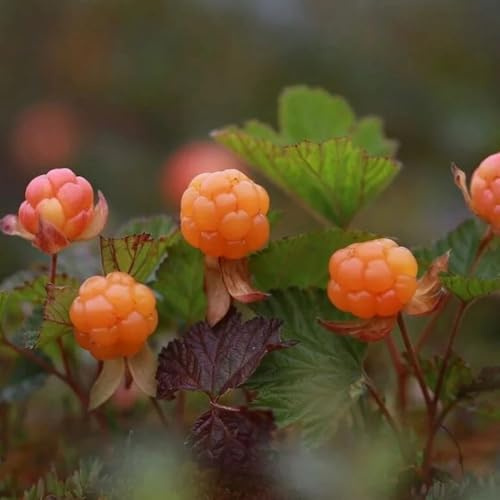 moras árticas, Semillas coración de jardín al aire libre zarzamora setos, arbustos, decoración sala estar Compra orgánicos jardín 40semillas