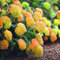 Pinkdose 30pcs plantas de hortensias amarillas raras flores de hortensias mixtas planta de inicio Bonsai Viburnum flor para jardín de casa: verde