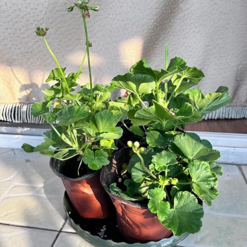 geranien - pelargonium balkon garten frühlingsblumen zimmerbonsai bonsai kräutersamen blumendeko wildblumensamen mehrjährige blumensamen winterharte stauden für pralle sonne 40samen