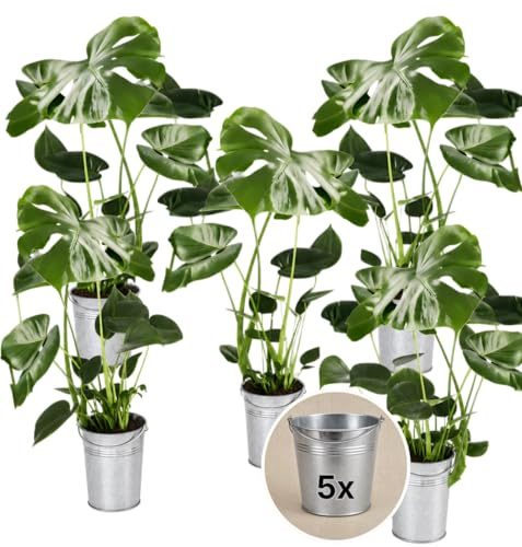 Pflanze Plus | Monstera deliciosa | Lotto da 5 piante con vaso in zinco | Pianta da interno facile da curare