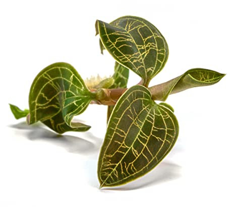 Macodes Petola - Juwelorchidee - Becher 5,5cm - 1 Pflanze in Torfmoos