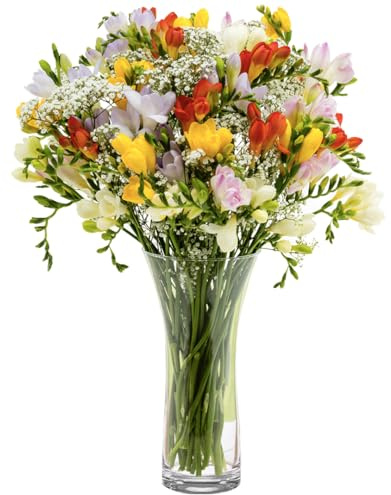 Sendabunch Mixed Freesia Bouquet – 40 Sweetly Scented Stems with Gypsophila – Fresh Flowers for Birthdays & Anniversaries – 8-Day Guarantee, Assorted Colors