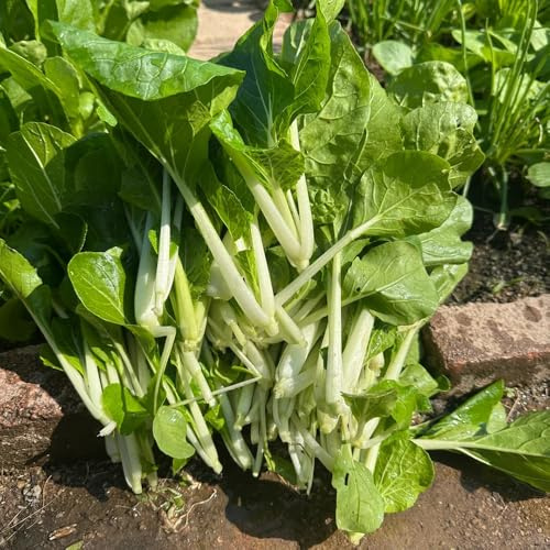 semillas de pak choi balcón decoración exterior resistentes jardín 500pcs