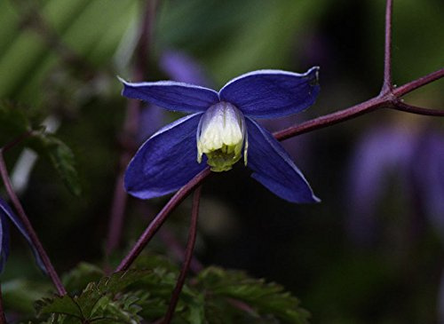 Alpen-Waldrebe Clematis alpina Containerware 60-100 cm