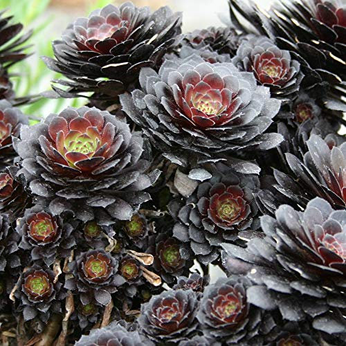 Aeonium arboreum 'Tip Top', Evergreen Succulent Shrub x3 Jumbo Plug by Thompson and Morgan (3)