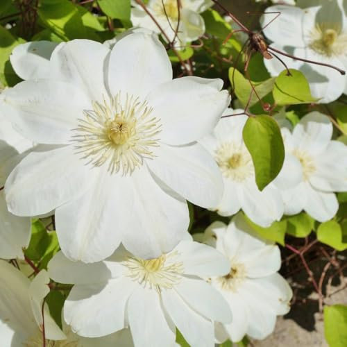 Clematis 'Guernsey Cream' - Hardy Shrub with Elegant Blooms & Golden Seed Heads – 1x 3 Litre Potted Plant by Thompson & Morgan