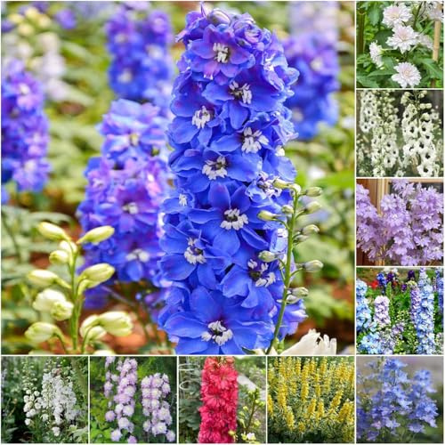 rittersporn - blumensaat pflanzenkübel winterharte für garten blumenwiese mehrjährig balkonblumen steingartenpflanzen winterhart garten balkon 10samen