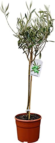 Planta de Olivera Árbol Natural para el Hogar