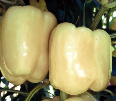 20 semi di Bianca Ibrido - peperoni dolci