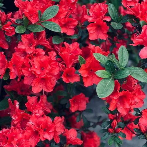 rhododendron, bodendecker winterhart mehrjährig azalee, steingarten, wild, balkon 50samen