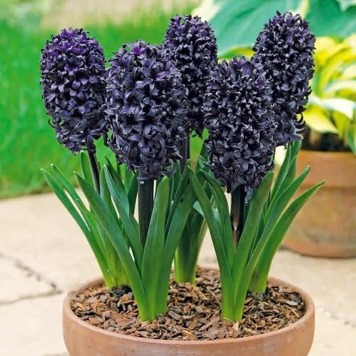 Giacinto bulbi,Piante perenni,Giacinto pianta vera,resistenti al freddo,Tagliare,Facile da curare(non artificiali)-2 bulbi-F